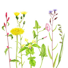 wild plants and flowers, drawing by color pencils