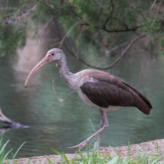 Juvenile White Ibis hanging out at the park