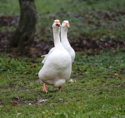 Closeup of white and grey adult geese on farm yard. Domestic goose live at beautiful animal farm