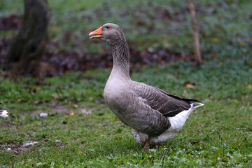 Naklejka na ściany i meble Closeup of white and grey adult geese on farm yard. Domestic goose live at beautiful animal farm