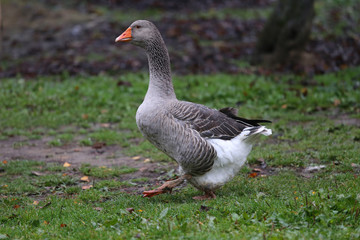 Closeup of white and grey adult geese on farm yard. Domestic goose live at beautiful animal farm
