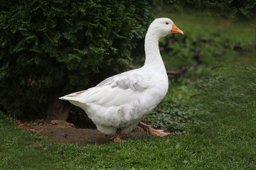 Naklejka na ściany i meble Closeup of white and grey adult geese on farm yard. Domestic goose live at beautiful animal farm