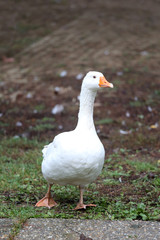 Fototapeta na wymiar Closeup of white and grey adult geese on farm yard. Domestic goose live at beautiful animal farm