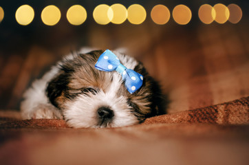 shih tzu puppy cute new year photo home comfort magic light