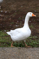 Closeup of white and grey adult geese on farm yard. Domestic goose live at beautiful animal farm