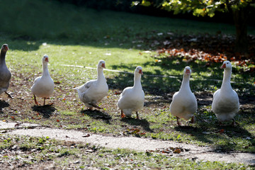 Closeup of white and grey adult geese on farm yard. Domestic goose live at beautiful animal farm