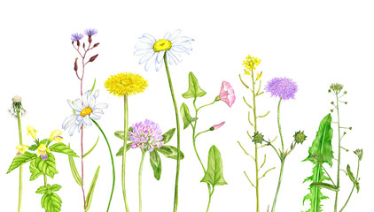 wild plants and flowers, drawing by color pencils