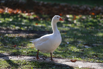A flock of domestic white geese walk across a rural poultry yard.  Home goose geese on poultry farm farmyard autumnal weather