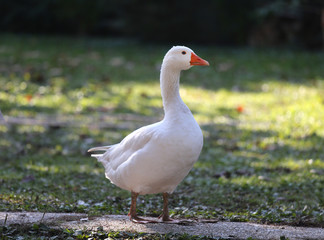 A flock of domestic white geese walk across a rural poultry yard.  Home goose geese on poultry farm farmyard autumnal weather