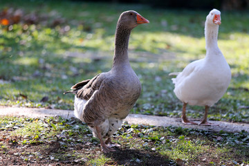 A flock of domestic white geese walk across a rural poultry yard.  Home goose geese on poultry farm farmyard autumnal weather