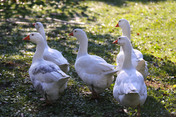 A flock of domestic white geese walk across a rural poultry yard.  Home goose geese on poultry farm farmyard autumnal weather