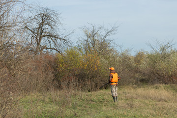 A man with a gun in his hands and an orange vest on a pheasant hunt in a wooded area in cloudy weather. Hunter with dogs in search of game.