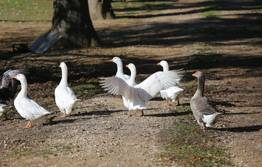 A flock of domestic white geese walk across a rural poultry yard.  Home goose geese on poultry farm farmyard autumnal weather