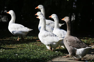 A flock of domestic white geese walk across a rural poultry yard.  Home goose geese on poultry farm farmyard autumnal weather