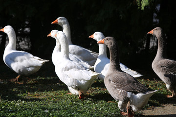 A flock of domestic white geese walk across a rural poultry yard.  Home goose geese on poultry farm farmyard autumnal weather