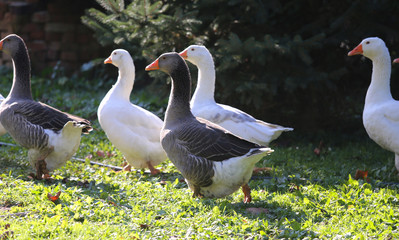 A flock of domestic white geese walk across a rural poultry yard.  Home goose geese on poultry farm farmyard autumnal weather