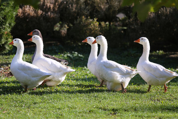 A flock of domestic white geese walk across a rural poultry yard.  Home goose geese on poultry farm farmyard autumnal weather