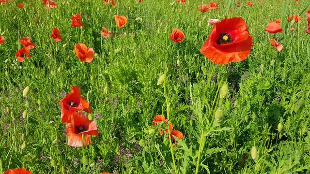 Giardino di papaveri mossi dal vento