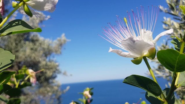 Panorama mediterraneo