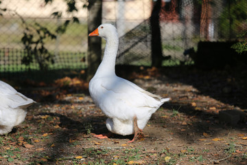 A flock of domestic white geese walk across a rural poultry yard.  Home goose geese on poultry farm farmyard autumnal weather