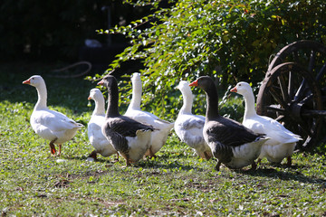 A flock of domestic white geese walk across a rural poultry yard.  Home goose geese on poultry farm farmyard autumnal weather