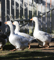 A flock of domestic white geese walk across a rural poultry yard.  Home goose geese on poultry farm farmyard autumnal weather
