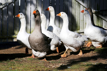 A flock of domestic white geese walk across a rural poultry yard.  Home goose geese on poultry farm farmyard autumnal weather