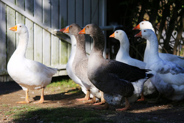 A flock of domestic white geese walk across a rural poultry yard.  Home goose geese on poultry farm farmyard autumnal weather