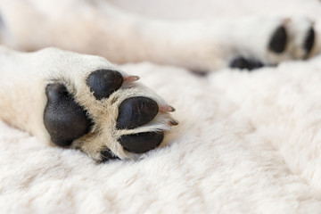 Scharze Pfoten eines Labrador Welpen auf einer weichen kuscheligen Fell Decke