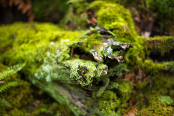Beautiful mossy abstract images on the surface of an old log. Old fallen tree stump in green moss. Green background. Natural ecological decorations. Organic decor. Wood covered with moss. Horizontal.
