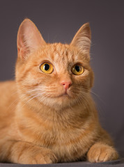 Portrait of a red striped young cat with a pink nose that lies on a gray background