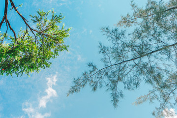 Abstract Tree branches , Pine tree with sky background at Chatuchak park, Bangkok, Thailand