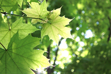 The sun illuminates the wedge leaves. Summer day.
