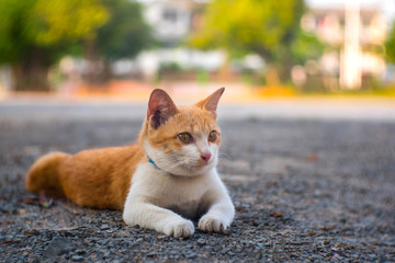Brown and white Cute Thai cat  on blurry background.Photo by selected focus.