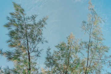 Fototapeta premium Abstract Tree branches , Pine tree with sky background at Chatuchak park, Bangkok, Thailand