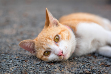 Brown and white Cute Thai cat  on blurry background.Photo by selected focus.