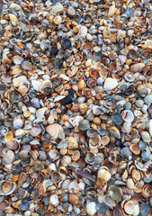 Shell rock on the beach texture