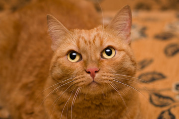 Portrait of a red striped angry cat with white mustache, pink nose and a stern look on an orange sofa with floral print