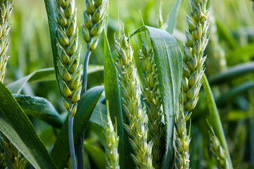 green ears of wheat in the field