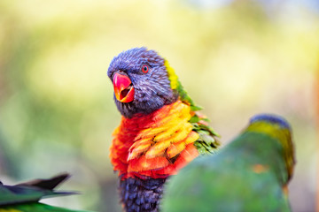 Close up of lorikeet