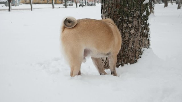 Funny pug dog sniffs a tree and then pees on it on the snowy street in slowmotion