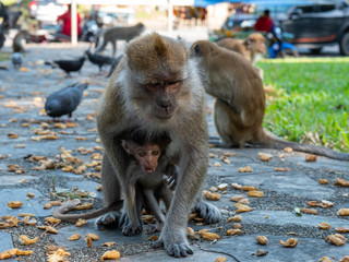 The primate and baby in park. monkey