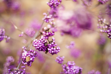 Beautyberry or Callicarpa shrub in Latin with a lot of purple berries on a branch. Beautiful violet purple background. Decorative bush popular in european and australian gardening