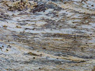 Die phantastische Welt der Innenseite der Rinde einer abgestorbenen Fichte als Makroaufnahme 