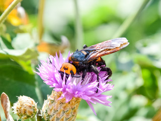 Megascolia maculata. The mammoth wasp.