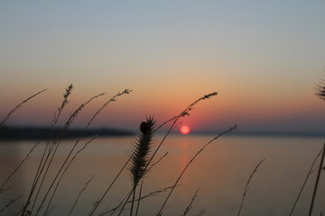 Thick reeds sway at sunset on a hot summer evening