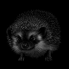 Hedgehog. Artistic, black-and-white, drawn portrait of a hedgehog on a black background. 