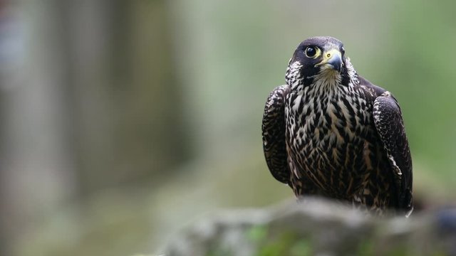 Peregrine falcon in the forest