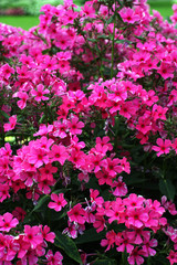 decorative bush densely covered with bright pink flowers