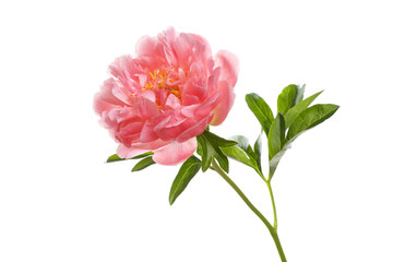 Beautiful salmon color peony flower isolated on white background.